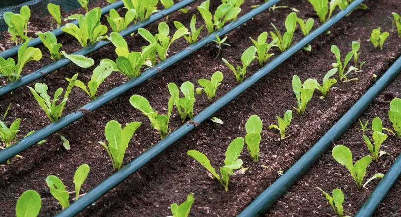 agriculture Top Thinner Dealer In Jamshedpur